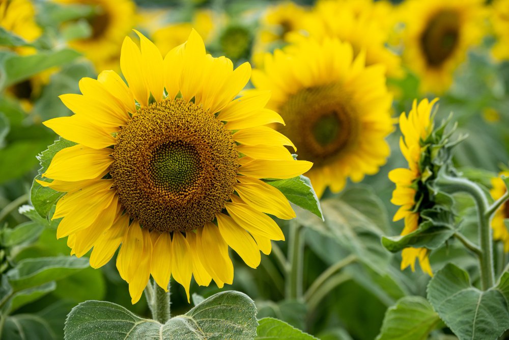Sunflower Meal